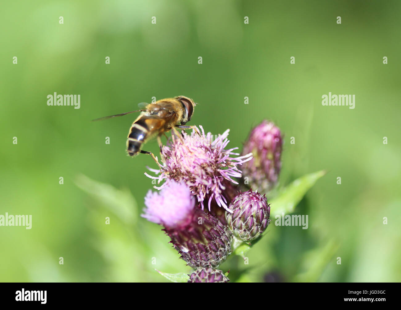 Drohne fliegen Stockfoto