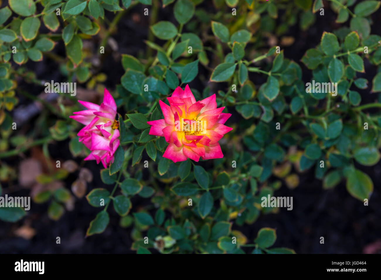 Rose, Rosen, Blumen in voller Blüte, Nickel and Nickel, Oakville, Napa Valley, Napa County, Kalifornien, USA, Nordamerika Stockfoto