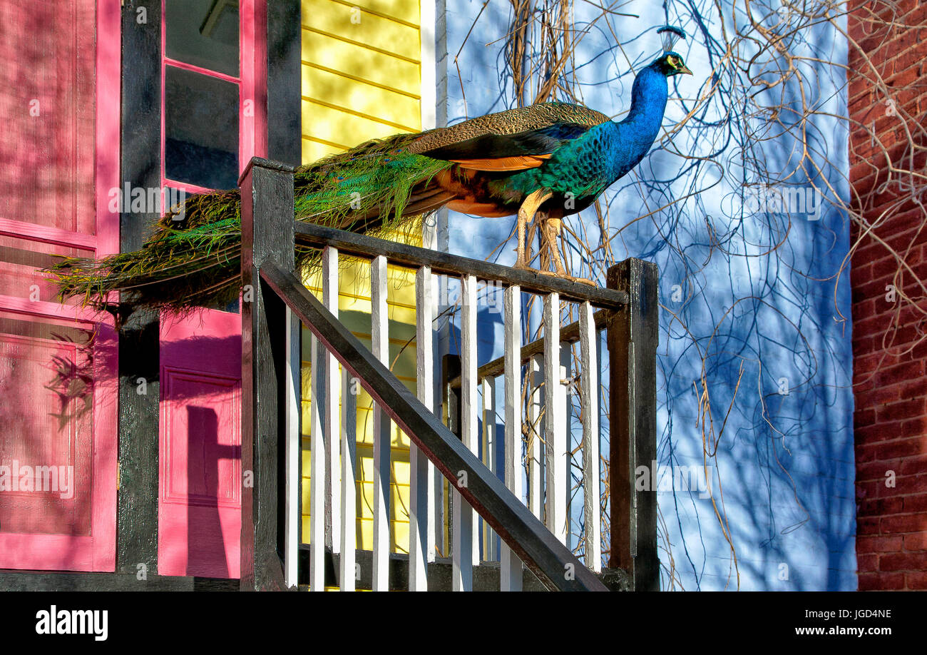 Am Geländer des bunten Hauses Pfau Stockfoto