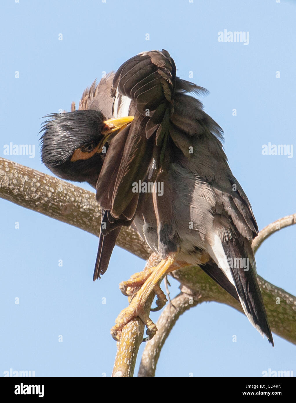 Gemeinsame Myna Vogel sitzend auf Ast Stockfoto