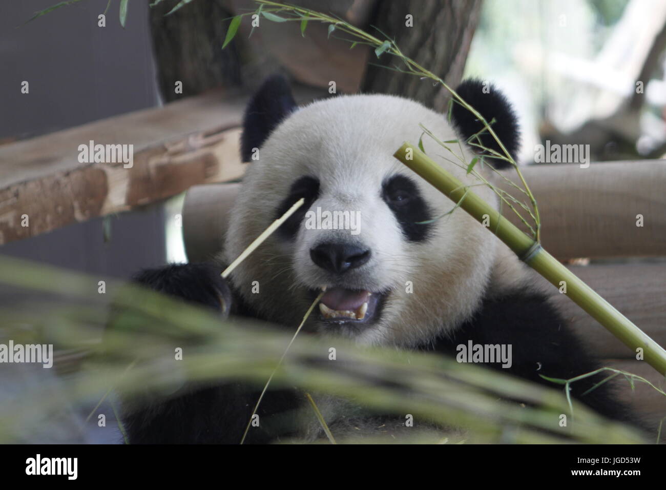 Berlin, Deutschland. 5. Juli 2017. Bundeskanzlerin Merkel und der chinesische Präsident Xi Jinpingi besuchen Sie die Panda-Bären Meng Meng und Jiao Qing im neuen Panda Garden an der Zoologische Garten in Berlin. Das Foto zeigt Panda Meng Meng. Bildnachweis: Simone Kuhlmey/Pacific Press/Alamy Live-Nachrichten Stockfoto