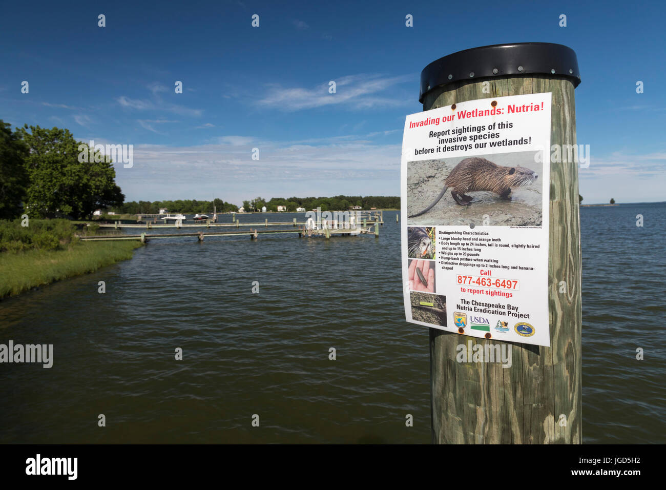 Fairbank, Maryland - ein Plakat an einem Dock an der Chesapeake Bay fragt Bewohner Bericht Anzeichen für die invasive Nutria. Stockfoto