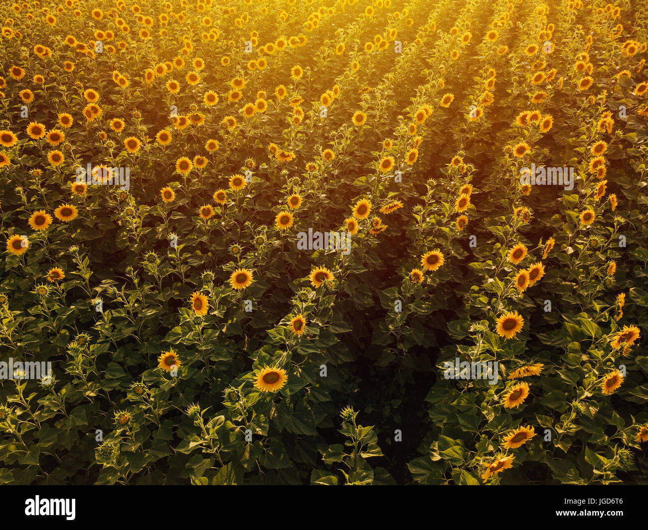 Luftaufnahme des Sonnenblumenfeld im Sommer Sonnenuntergang, kultivierten Nutzpflanzen aus Sicht der Drohne Stockfoto