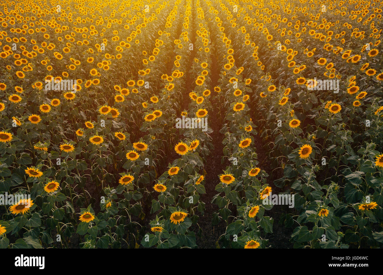 Luftaufnahme des Sonnenblumenfeld im Sommer Sonnenuntergang, kultivierten Nutzpflanzen aus Sicht der Drohne Stockfoto