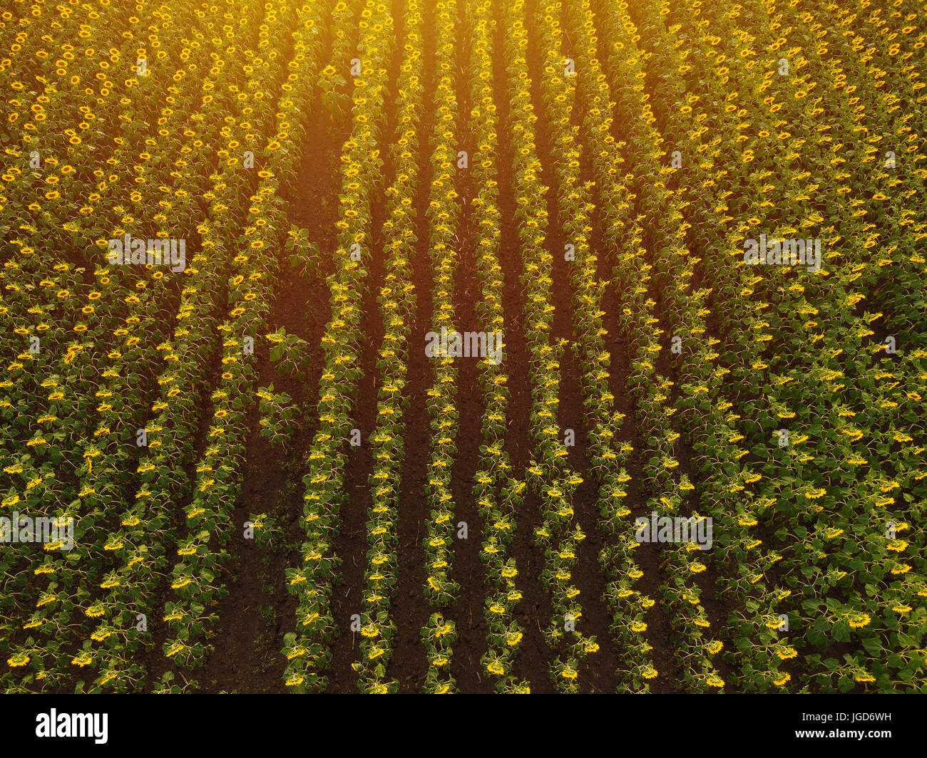 Luftaufnahme des Sonnenblumenfeld im Sommer Sonnenuntergang, kultivierten Nutzpflanzen aus Sicht der Drohne Stockfoto