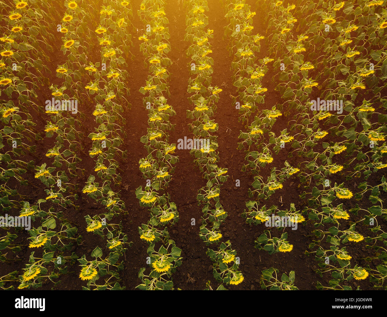 Luftaufnahme des Sonnenblumenfeld im Sommer Sonnenuntergang, kultivierten Nutzpflanzen aus Sicht der Drohne Stockfoto