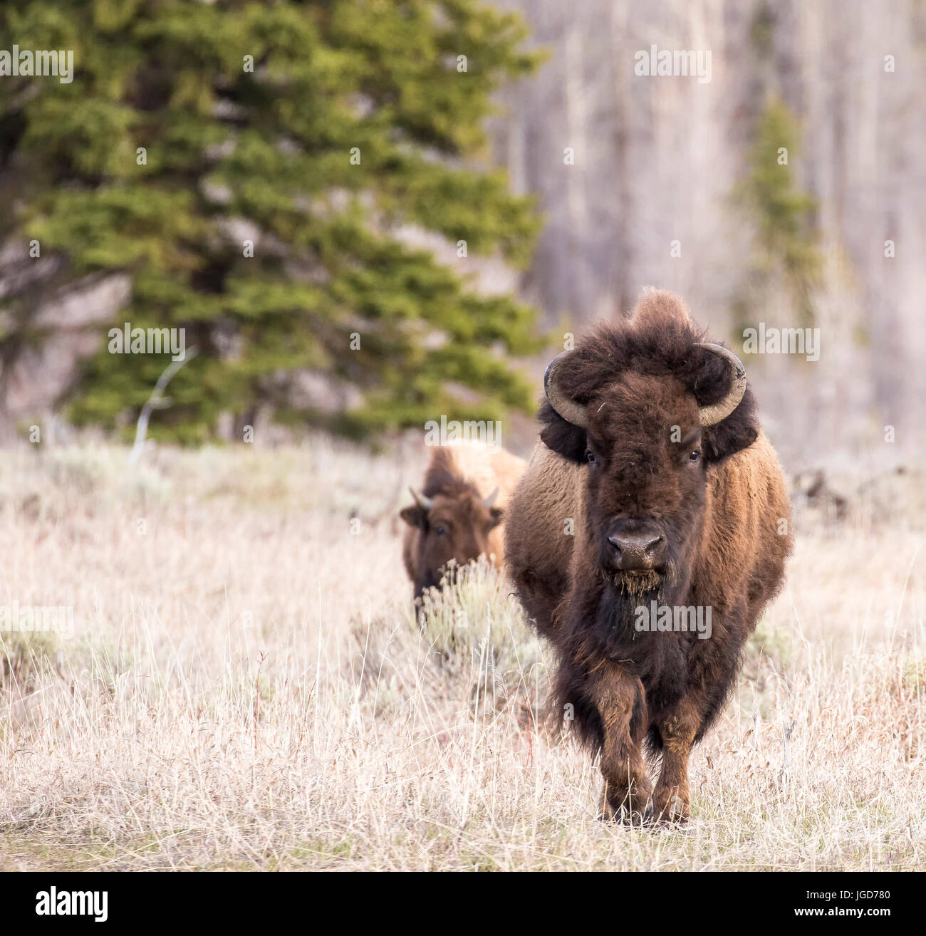 Bison zu Fuß nach vorne, auf Wiese mit Bäumen im Hintergrund Stockfoto