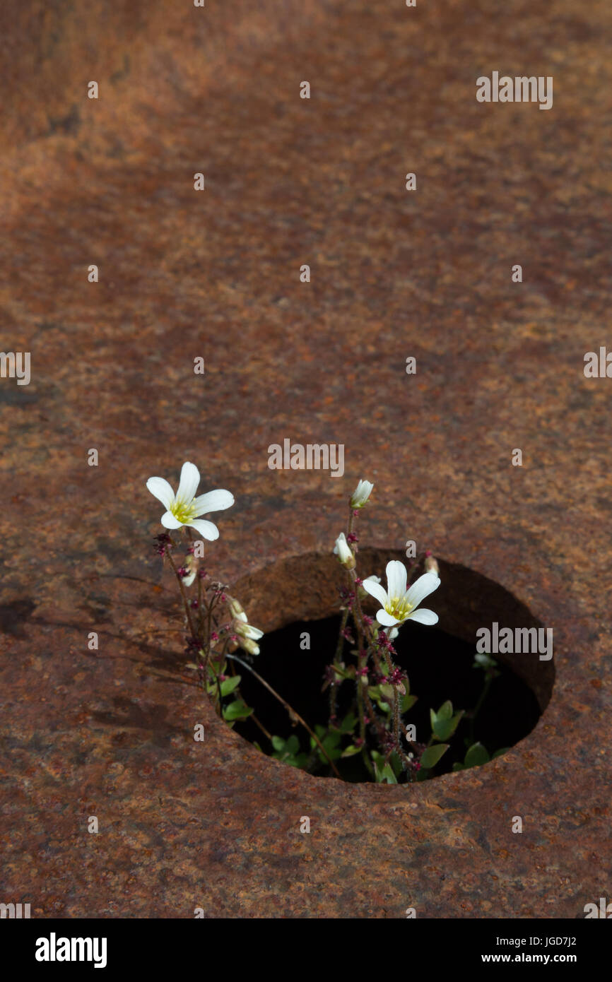 Eine zarte arktische Blume wächst in ein kleines Loch in einigen zerstörten Metallarbeiten am New London in Spitzbergen Stockfoto