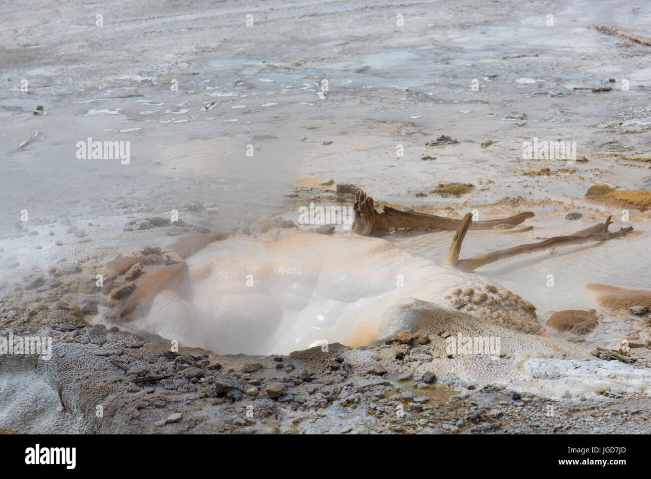 Detail der Rücken Becken, Norris Geyser Basin, Veteran Geysir, Yellowstone-Nationalpark Stockfoto