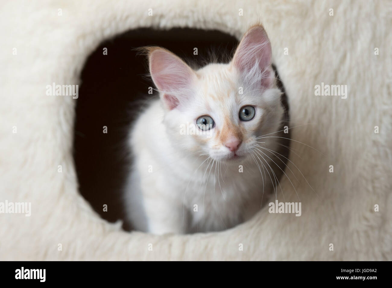 Entzückende La Perm Kätzchen Stockfoto