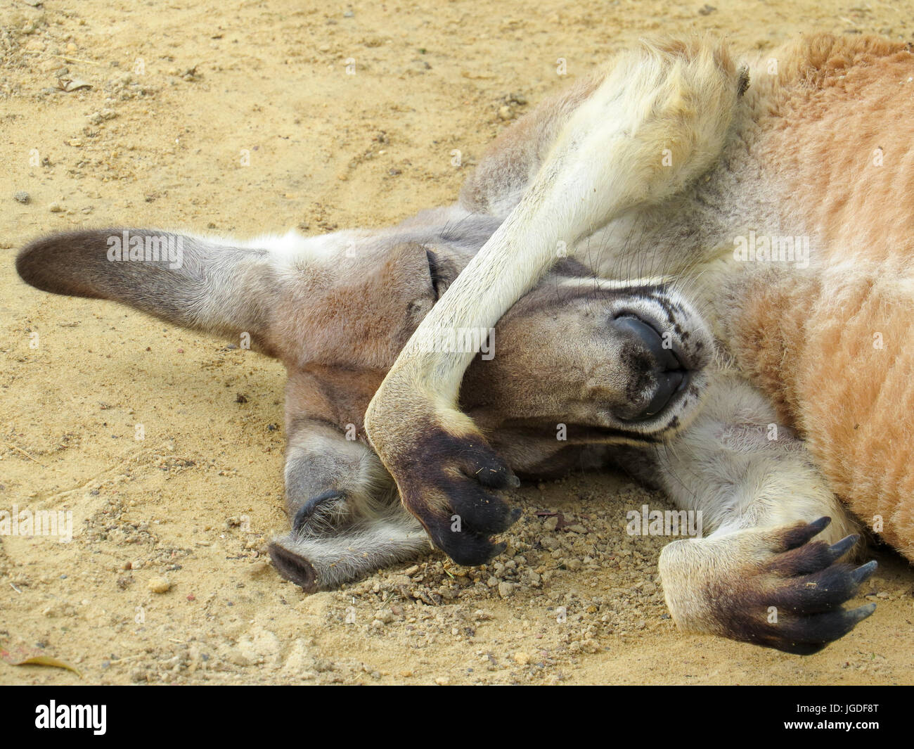 Känguru, die Sonne aus seinen Augen heraus zu halten Stockfoto