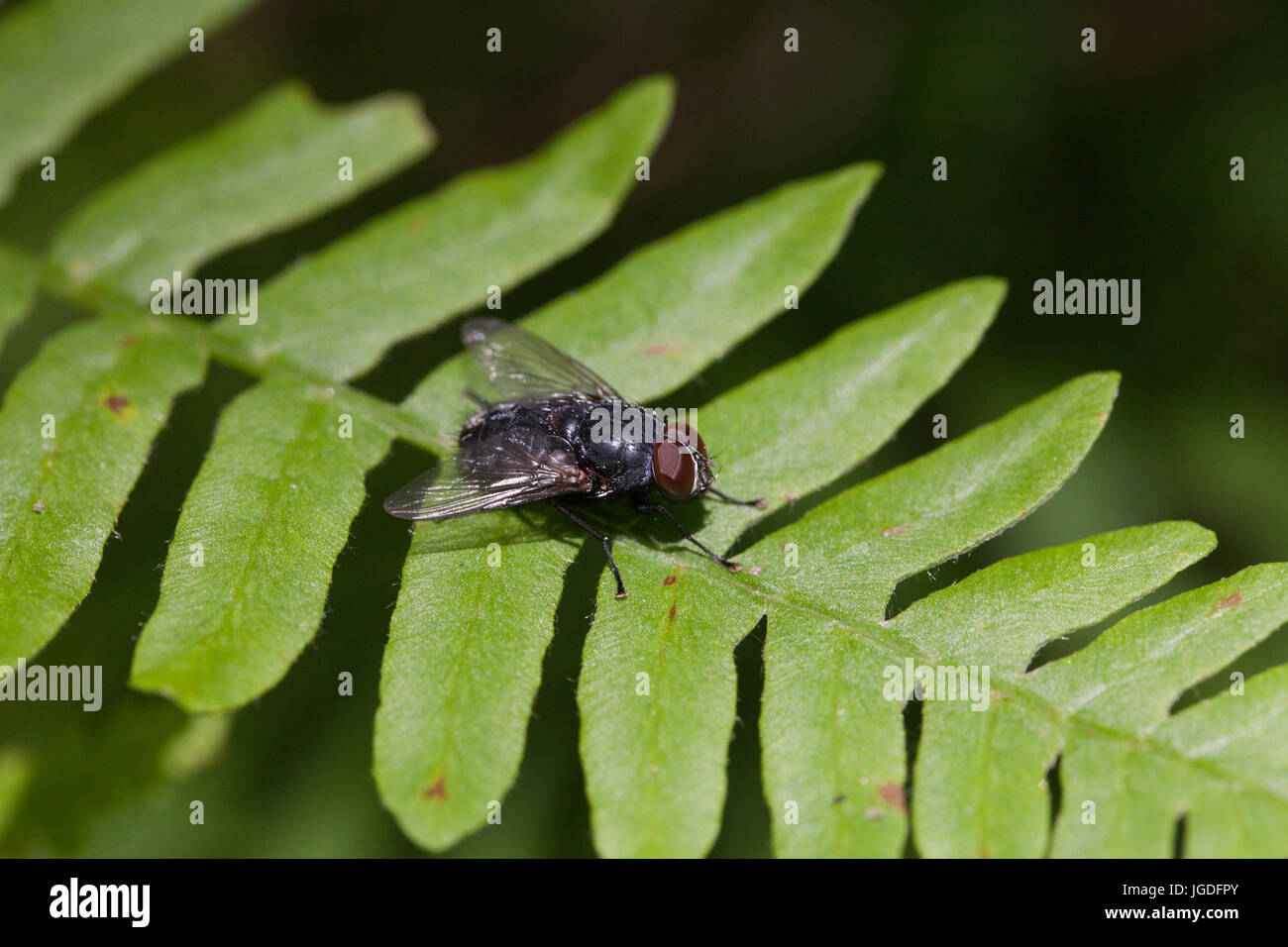 Schwarze Fliege ruhen auf einem grünen Farn Blatt. Unscharfen Hintergrund isoliert. Stockfoto