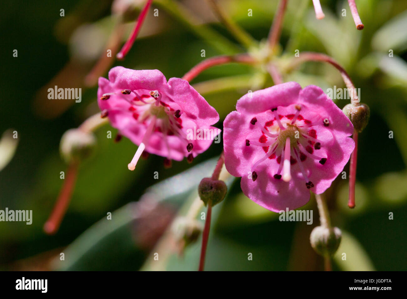 Nahaufnahme von Schafen Laurel rosa Blumen (Kalmia Angustifolia). Stockfoto