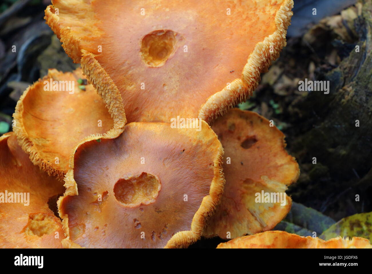 Orange auf einem Baumstumpf Pilz Stockfoto