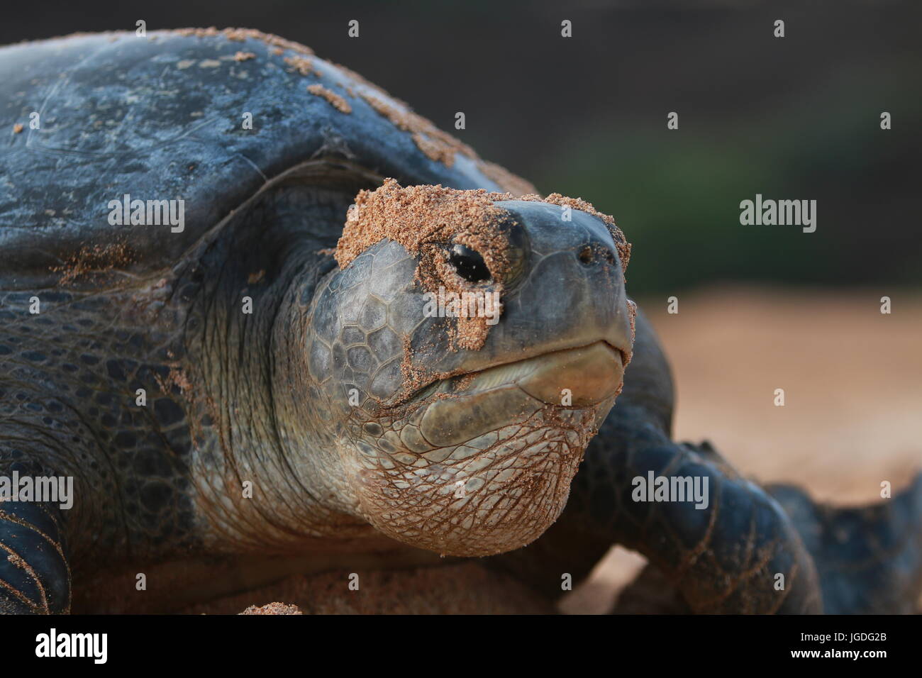 Ascension Island Schildkröte Stockfoto