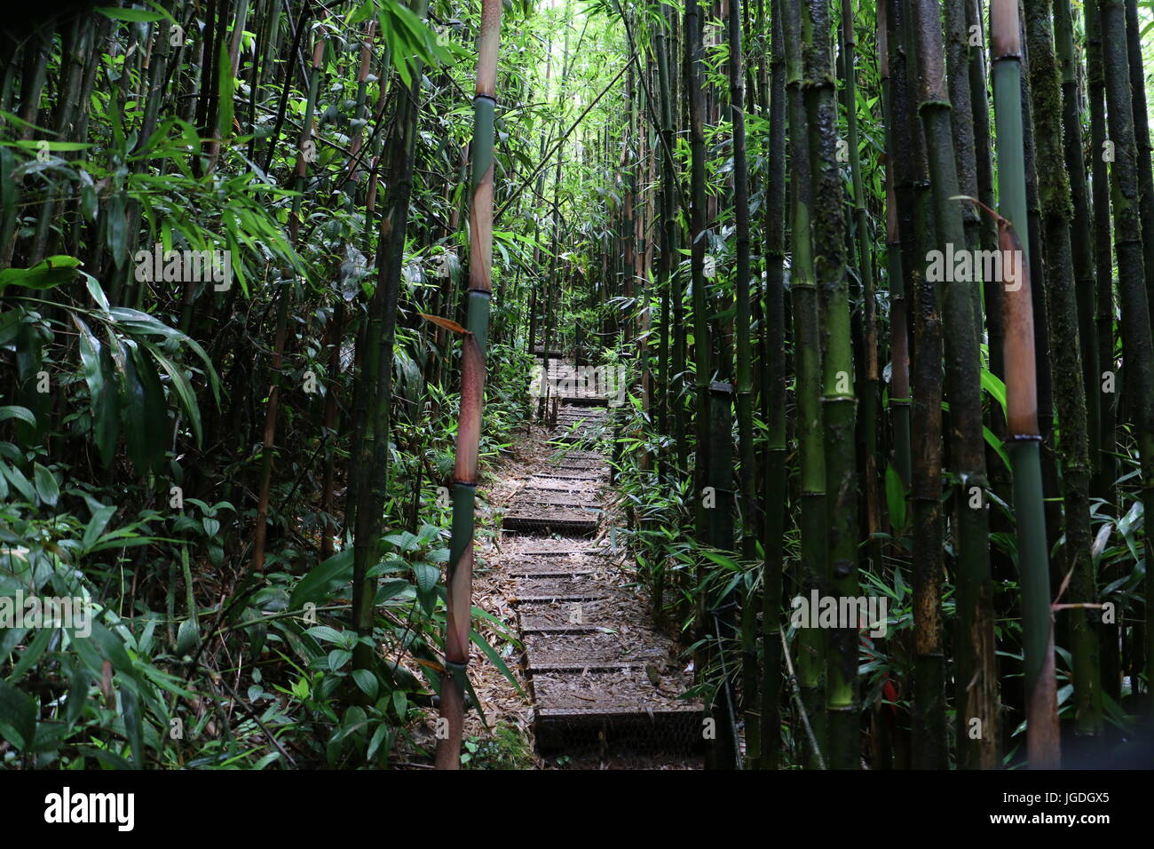 Ascension island Stockfoto