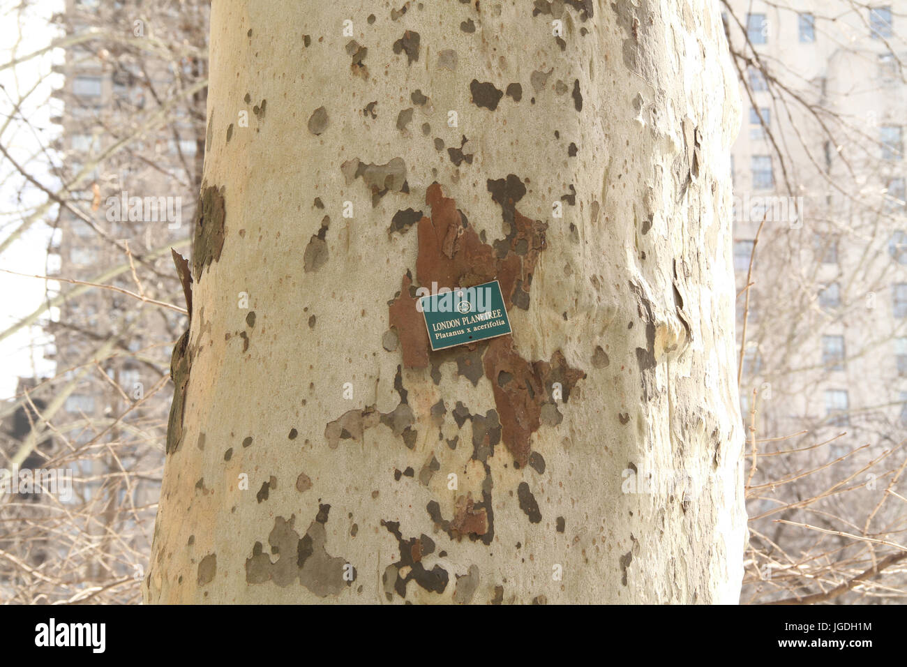 Platanus acerifolia Baum Detail, Madison Square Park, die Fifth Avenue an der 23. Street, New York, United States Stockfoto