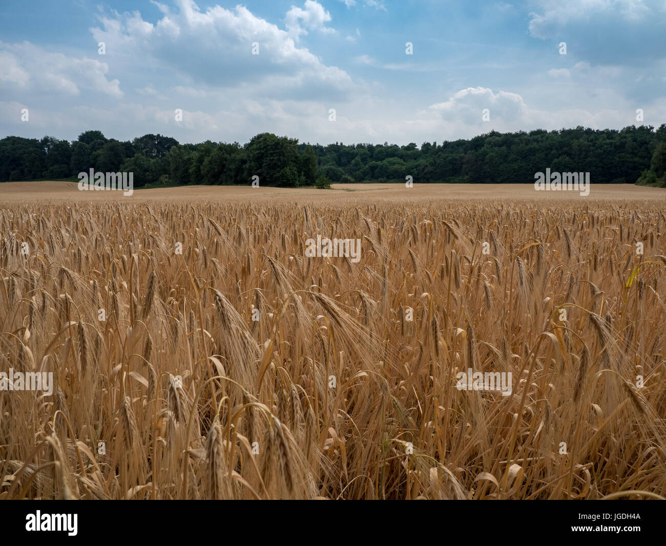 Getreide-Feld vor einem Wald im Frühling Stockfoto