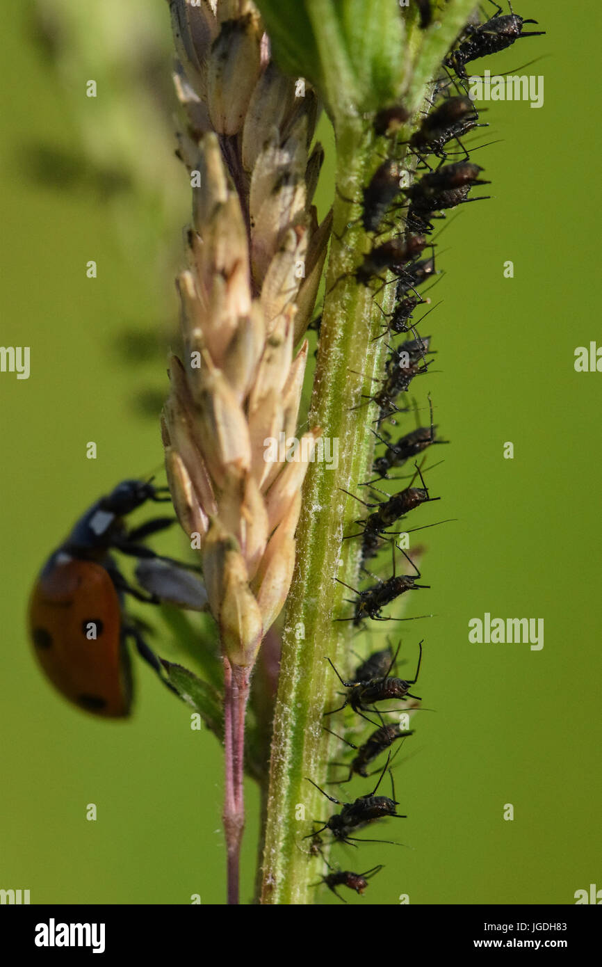 Schwarze Fliege Blattläuse Feeds auf eine grüne Pflanze schießen mit einem Marienkäfer Käfer kroch zurück Stamm Stockfoto