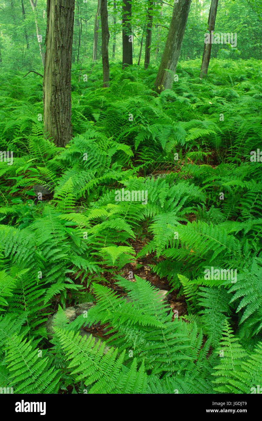 Farn Wiese entlang Grove laufen Trail, Forbes State Forest, Pennsylvania Stockfoto