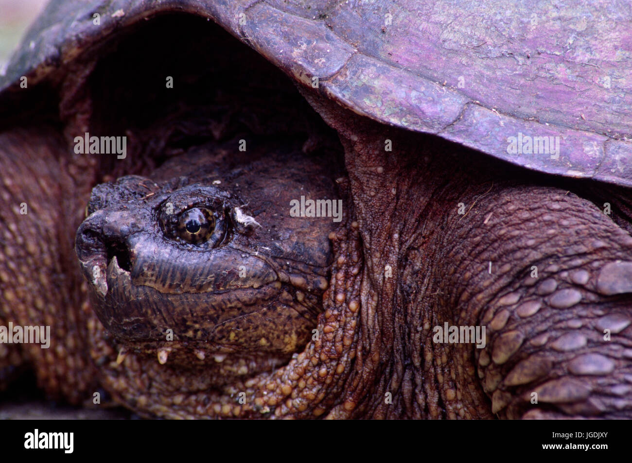 Schnappschildkröte (Chelydra Serpentina), Presque Isle State Park, Pennsylvania Stockfoto