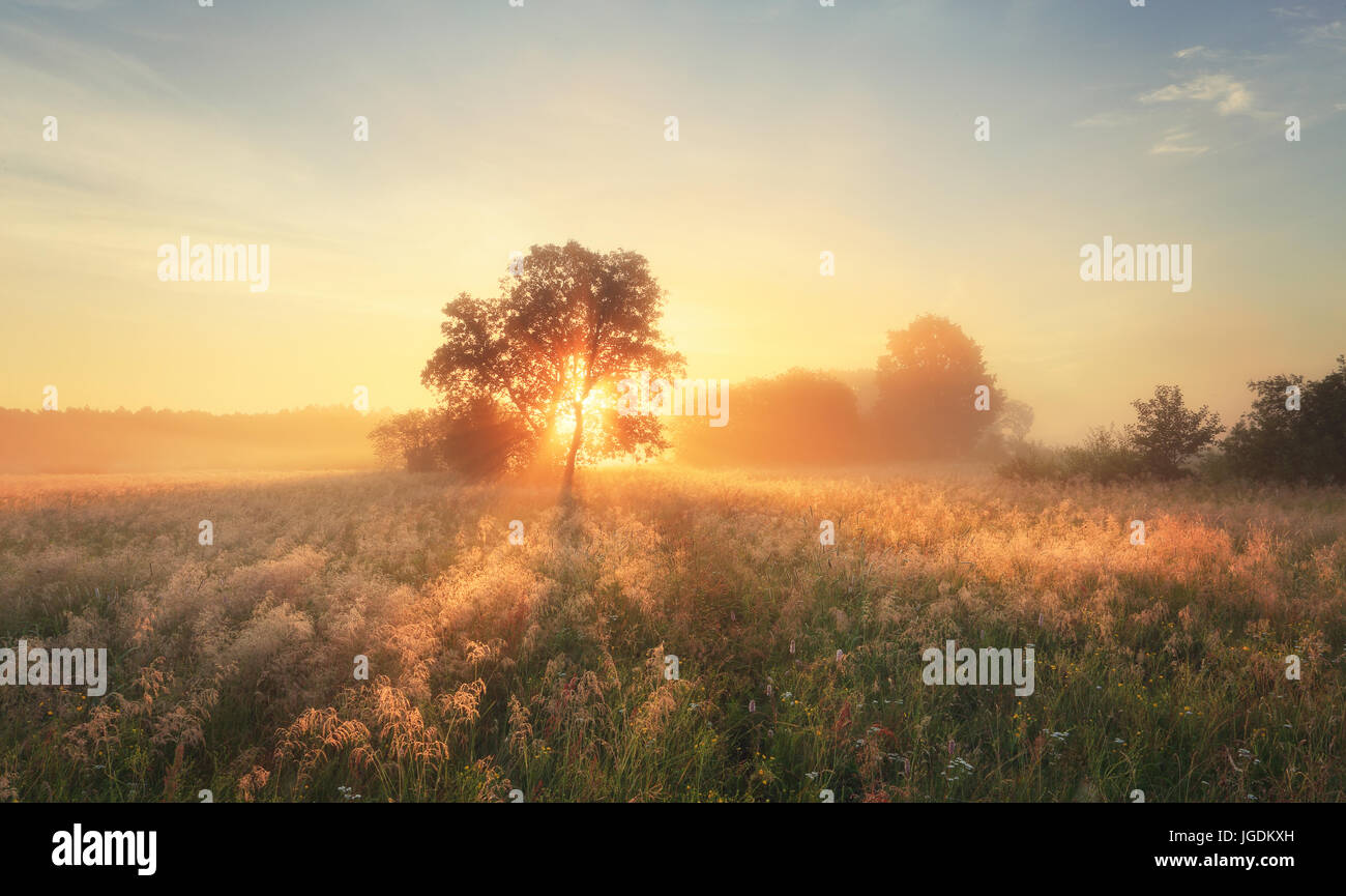 Morgen im Herbst Szene. Bunte Herbst Sonnenaufgang auf Wiese. Hellen Sonnenstrahlen glänzen am Morgen Feld. Stockfoto