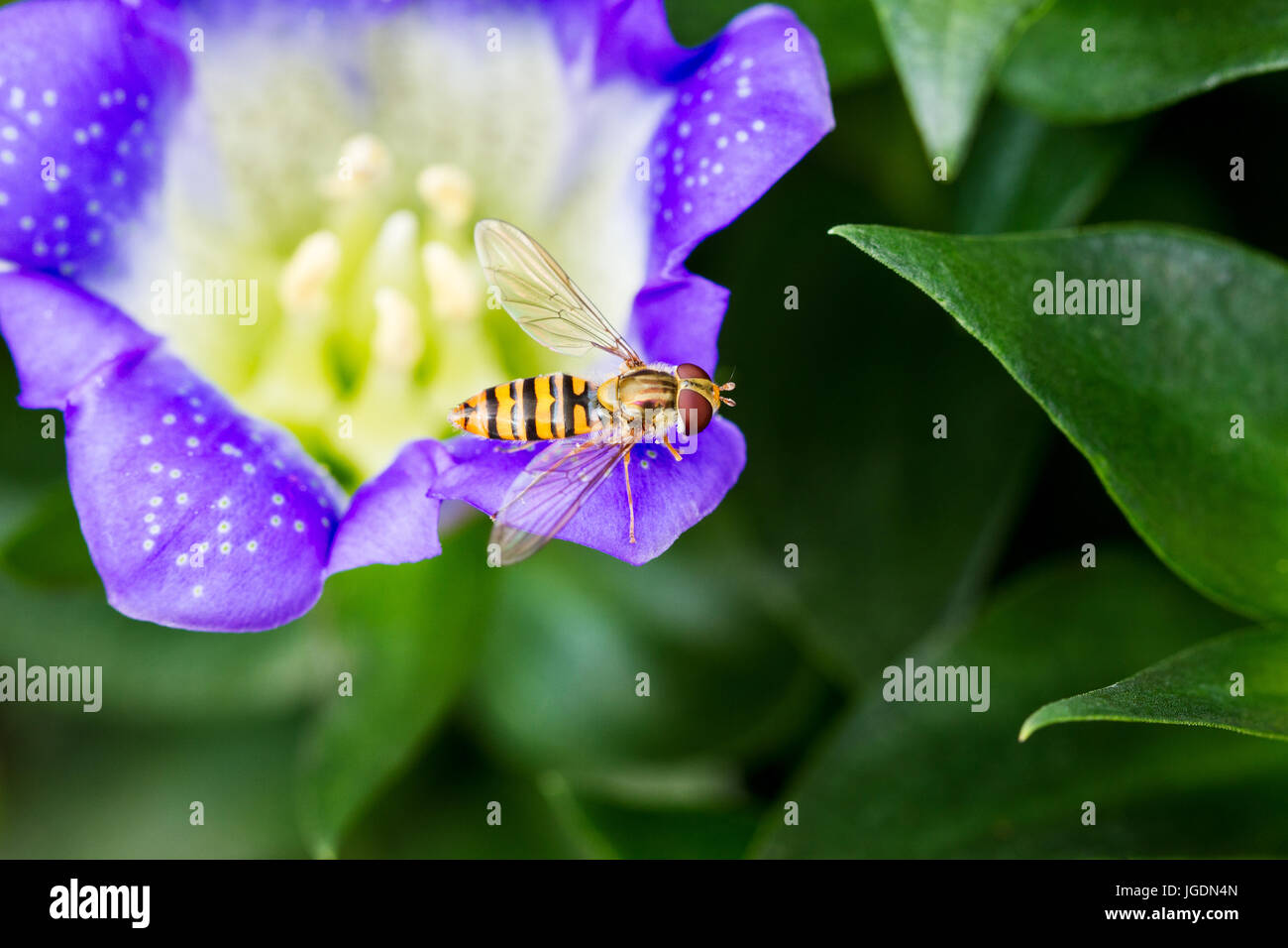 Weibliche Marmalade Hoverfly, Episyrphus balteatus auf einem alpinen Pflanzen, Enzian blaue Blume, Dorset, Großbritannien Stockfoto