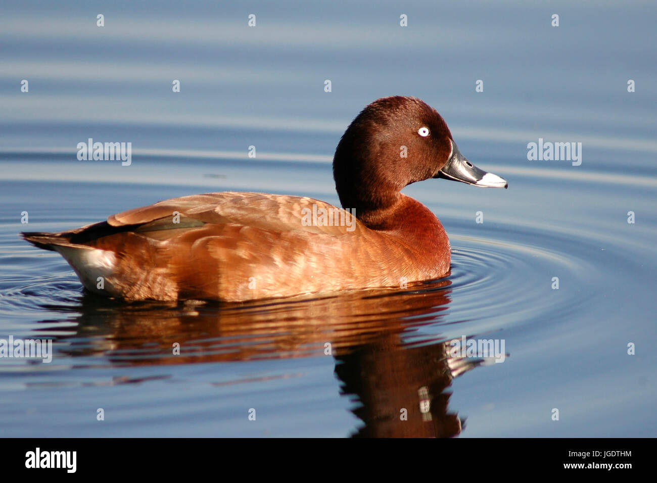 Australische Moor Ente, Männlein, Perth, Westaustralien, Australische Moorente, Männchen, West Australien Stockfoto