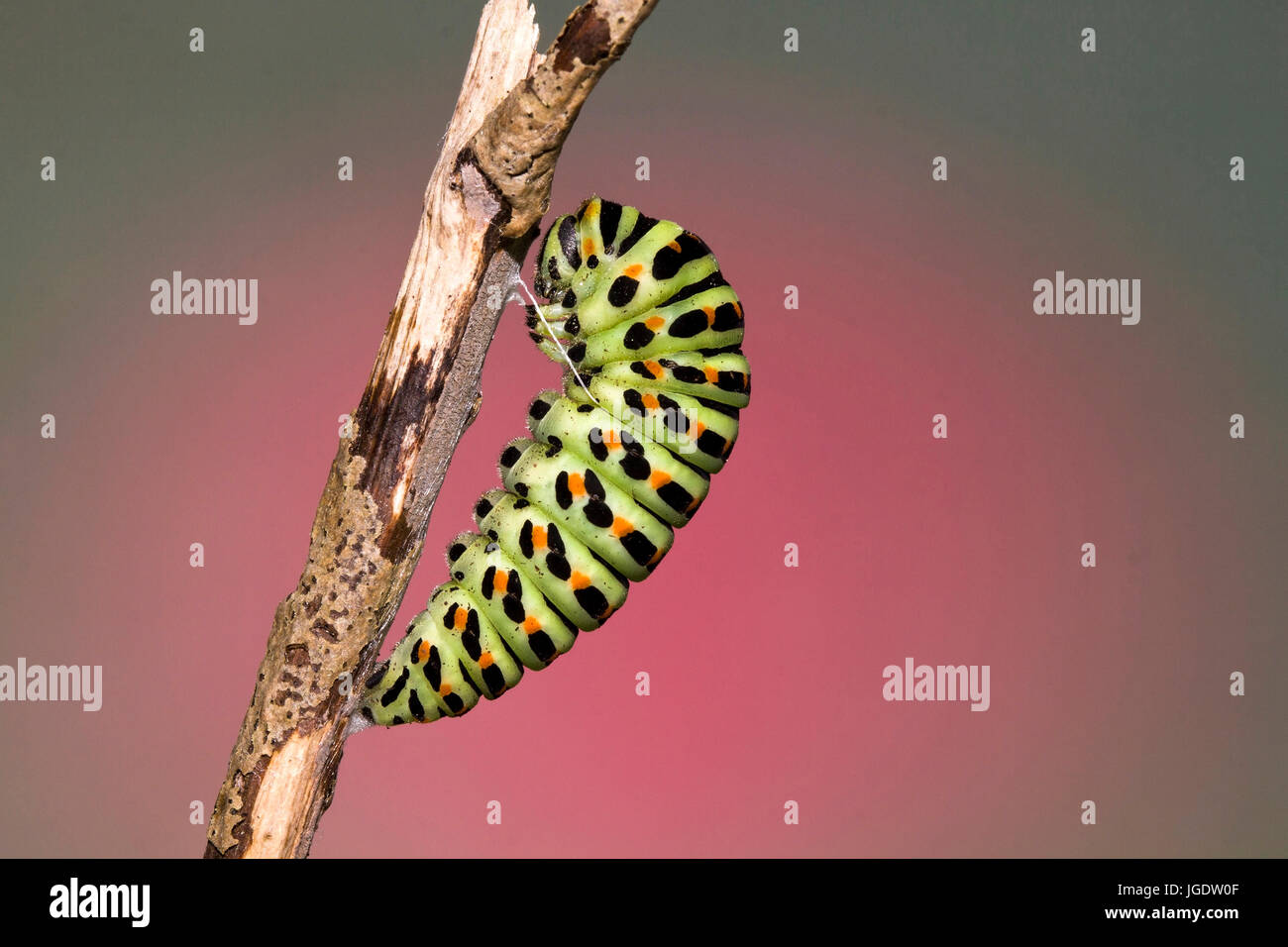 Schwalbenschwanz, Papilio Machaon Puppe, Puppe Schwalbenschwanz (Papilio Machaon) Stockfoto