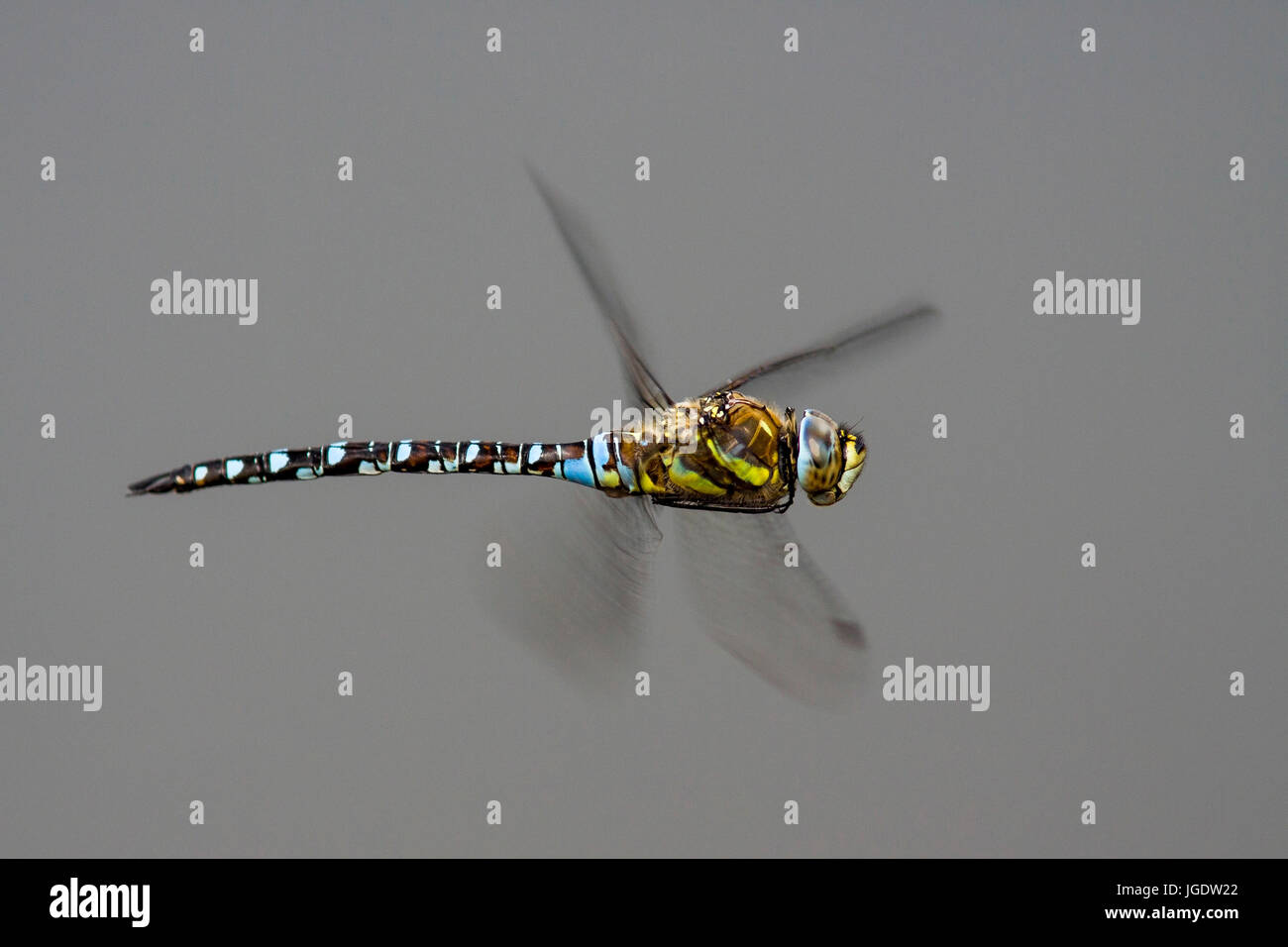 Herbst-tesseliert Jungfer, Aeshna Mixta, Herbst-Mosaikjungfer (Aeshna Mixta) Stockfoto