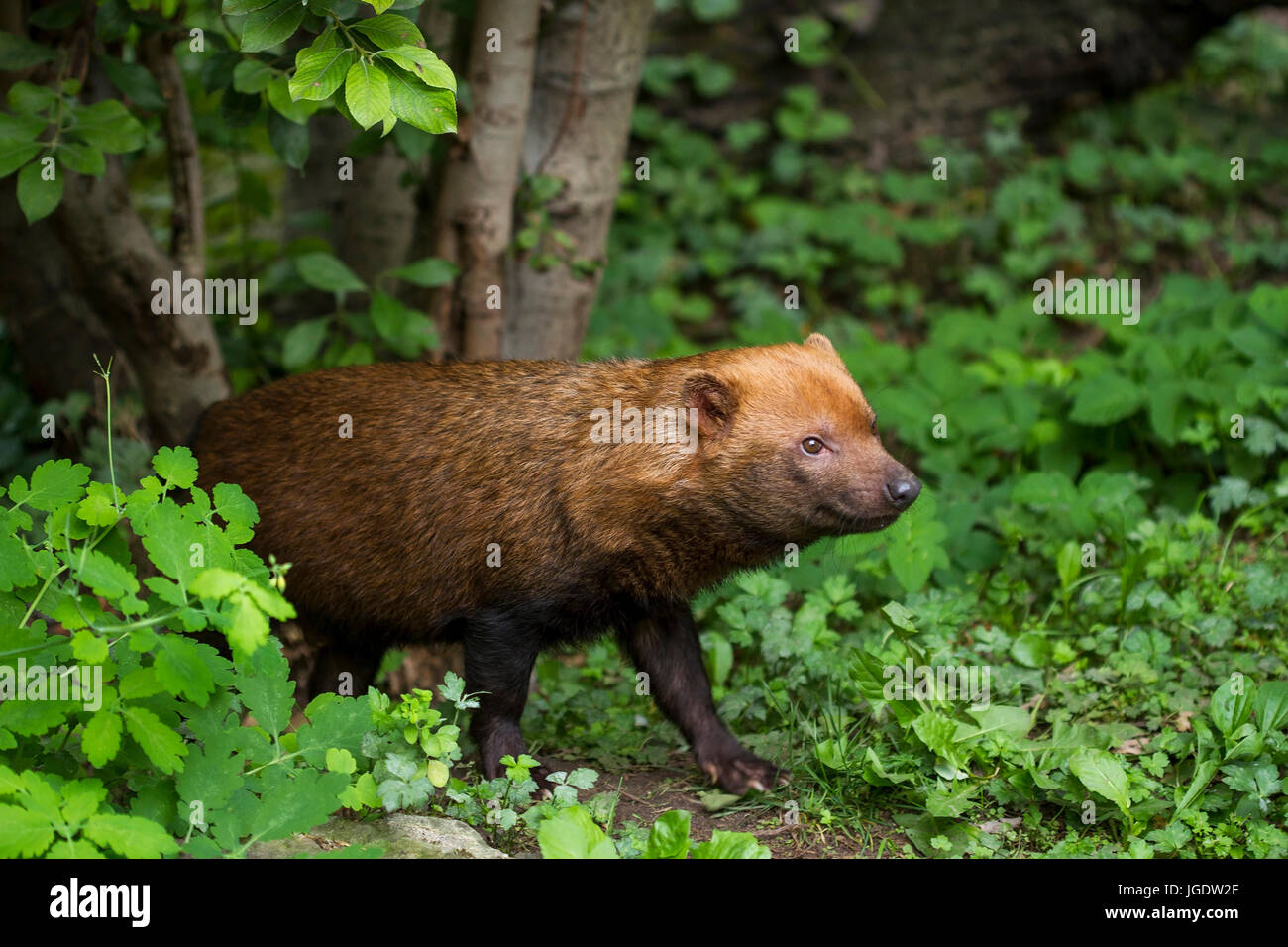 Wald Hund, Speothossogar Venaticus, Waldhund (Speothossogar Venaticus) Stockfoto