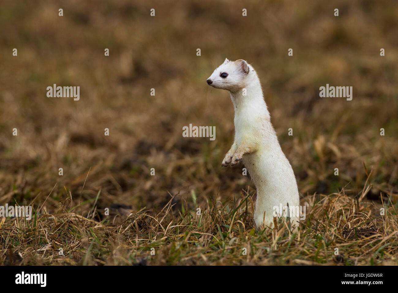 Hermelin, Mustela Erminea im Wintermantel, Hermelin (Mustela Erminea) Im Winterfell Stockfoto