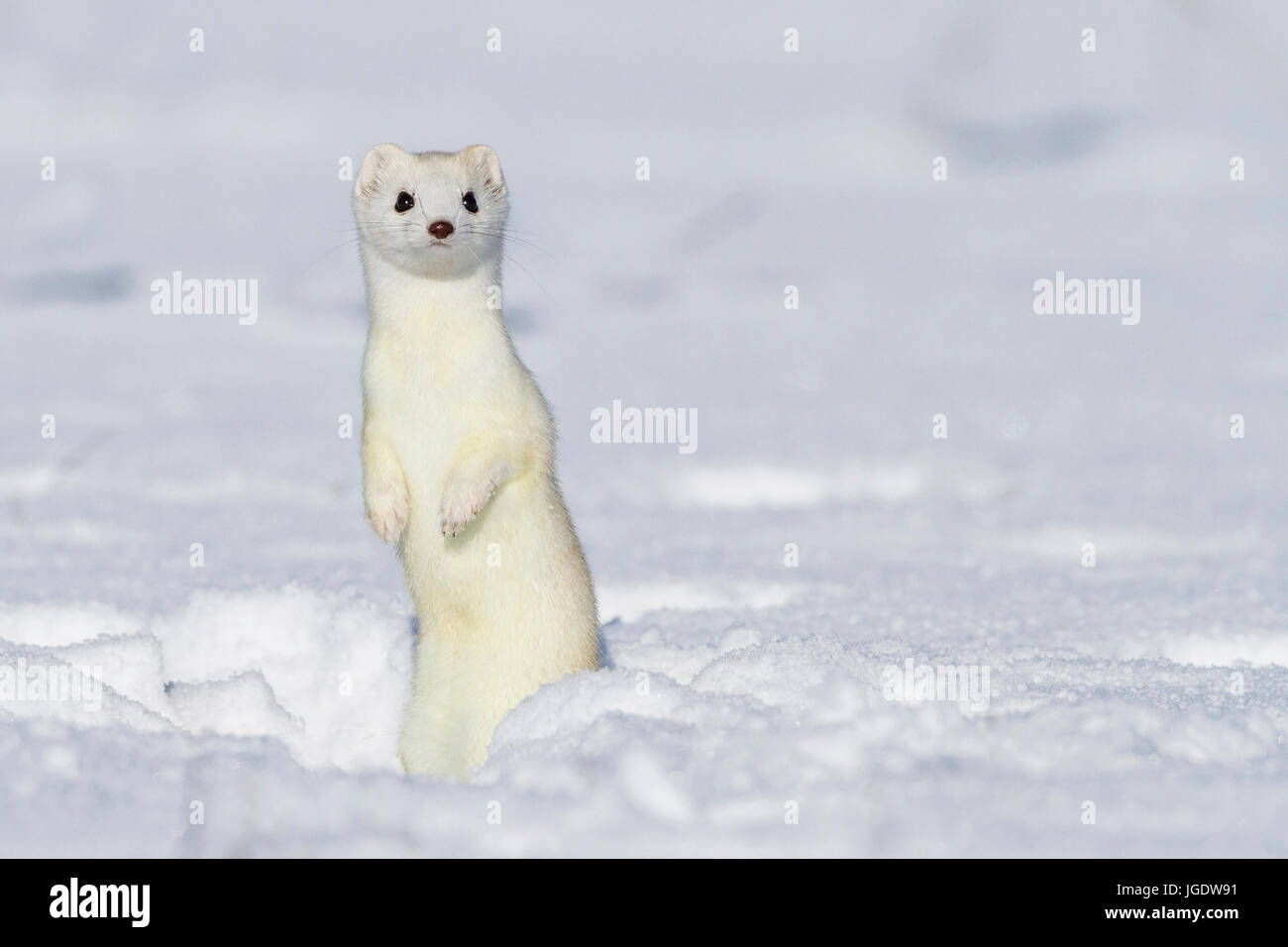 Hermelin, Mustela Erminea im Wintermantel, Hermelin (Mustela Erminea) Im Winterfell Stockfoto