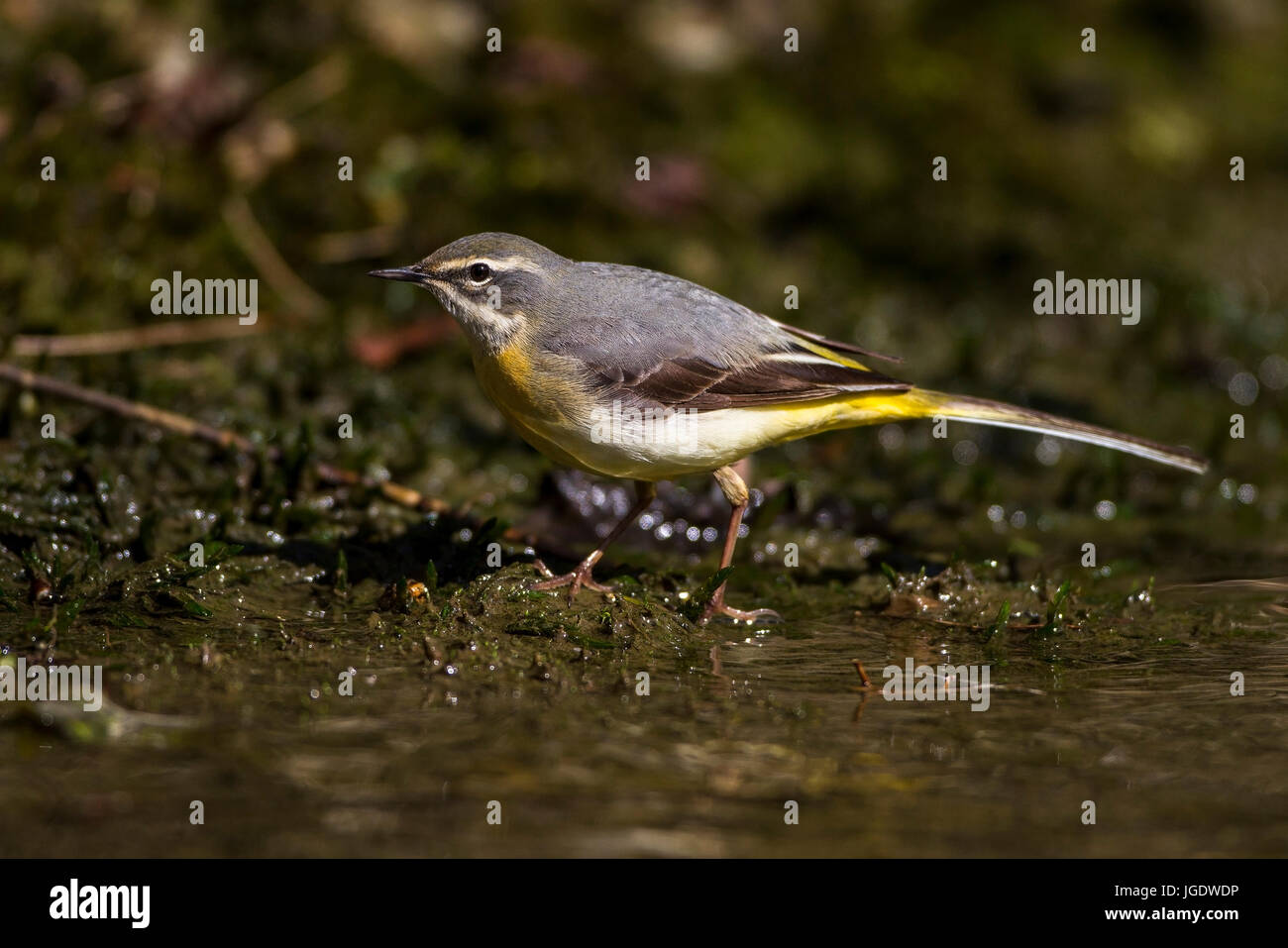 Berg Stelzenläufer, Motacilla Cinerea weiblich, Gebirgsstelze (Motacilla Cinerea) Weibchen Stockfoto