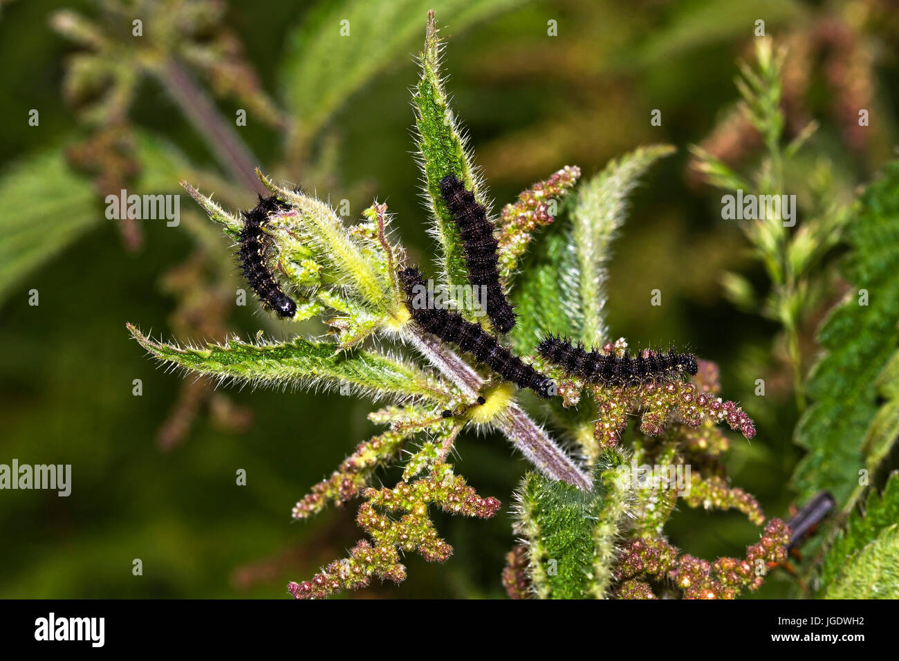 Distel Schmetterling, Vanessa Cardui Raupen, Distelfalter (Vanessa Cardui) Raupen Stockfoto