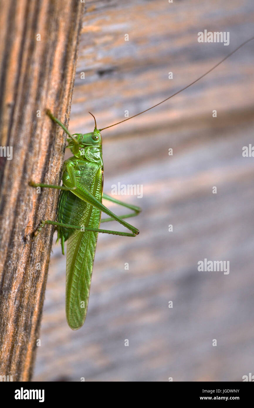 Großen Heu Pferd, Tettigonia Viridissima Männlein, Großes Heupferd (Tettigonia Viridissima) Männchen Stockfoto
