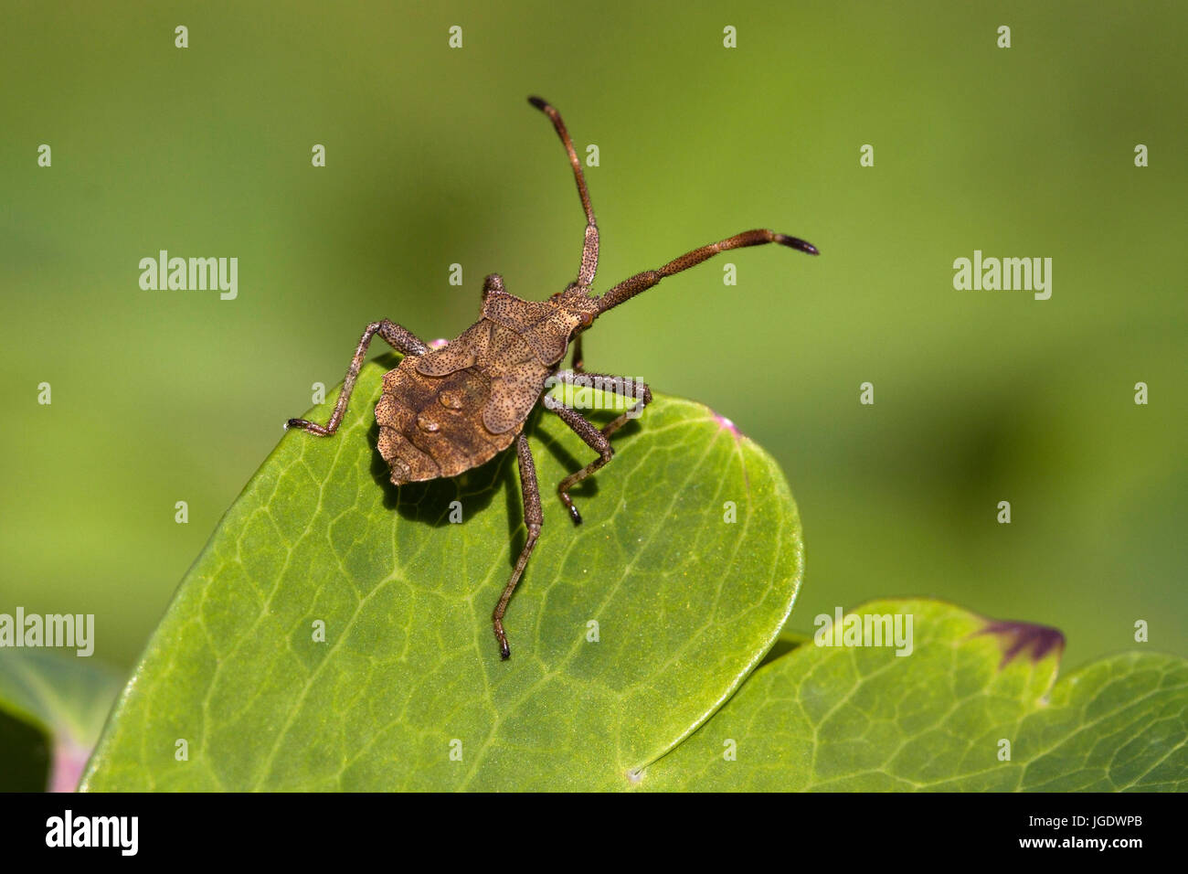 Squash-Bug, Coreus Marginatus, Lederwanze (Coreus Marginatus) Stockfoto