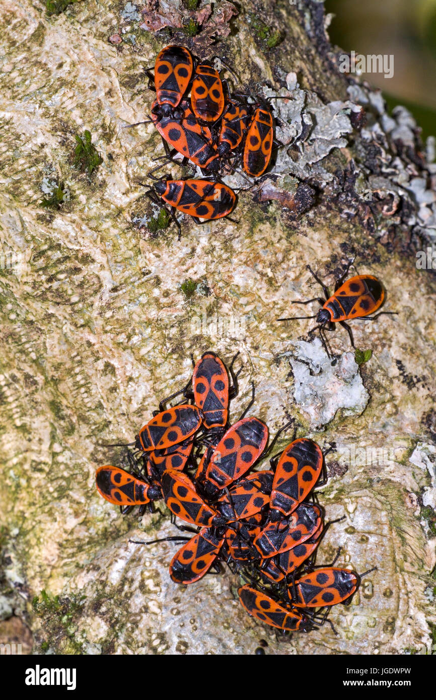 Bugs, Pyrrhocoris Apterus, Feuerwanzen (Pyrrhocoris Apterus) Feuer Stockfoto
