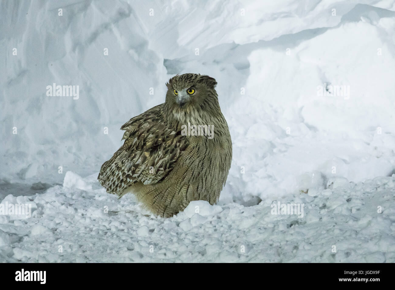 Gigantische Fisch Uhu, Bubo Blakistoni Riesenfischuhu (Bubo Blakistoni) Stockfoto
