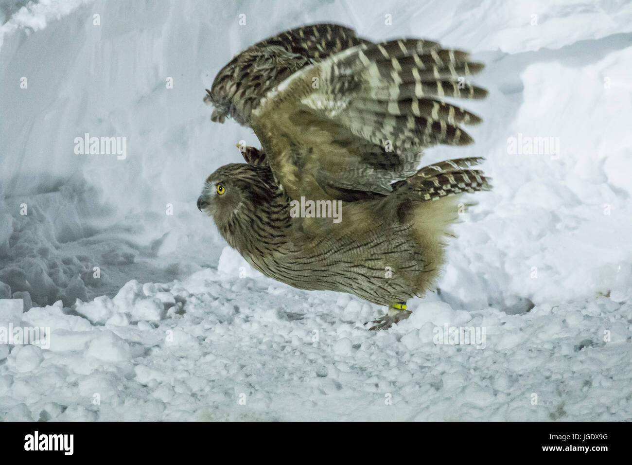 Gigantische Fisch Uhu, Bubo Blakistoni Riesenfischuhu (Bubo Blakistoni) Stockfoto