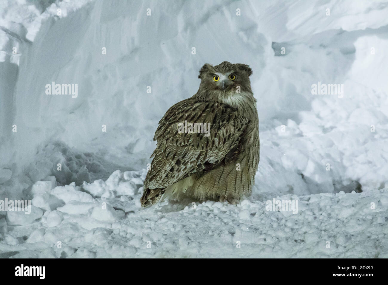 Gigantische Fisch Uhu, Bubo Blakistoni Riesenfischuhu (Bubo Blakistoni) Stockfoto