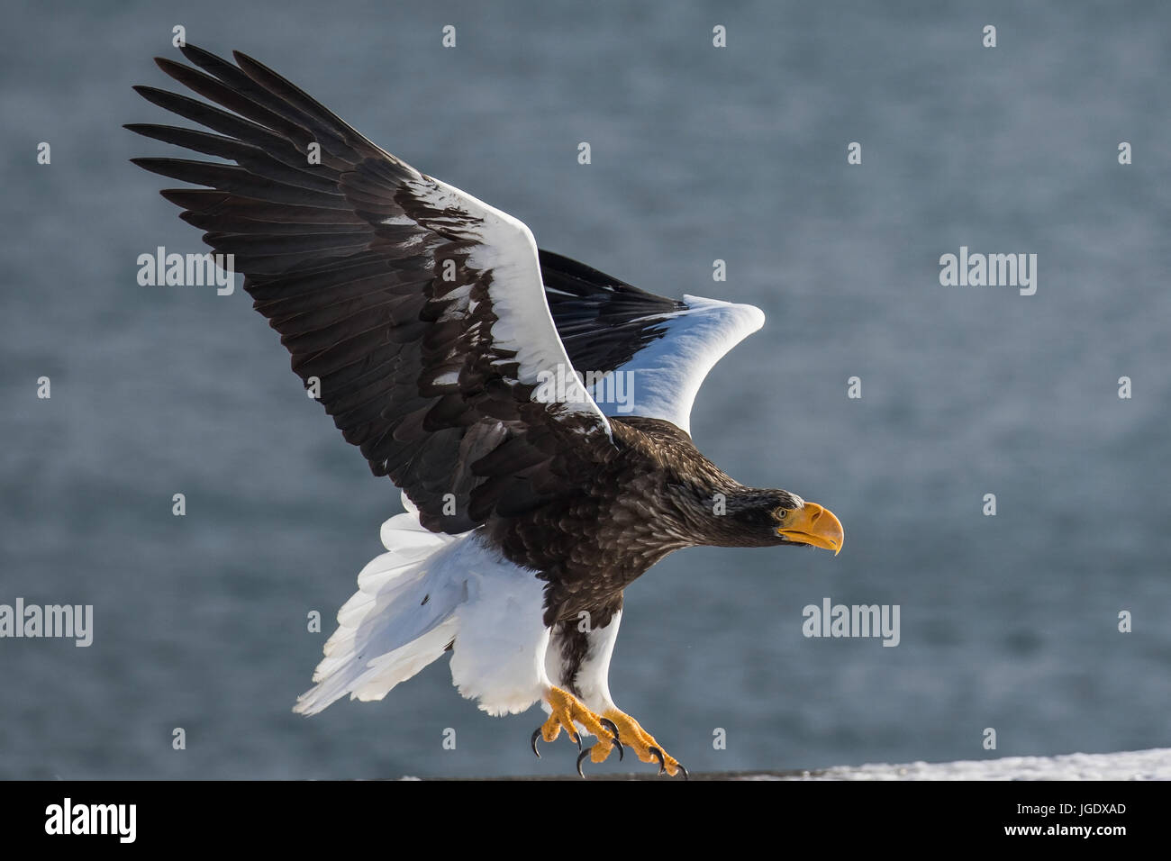 Riesigen See Adler, Haliaeetus Pelagicus Riesenseeadler (Haliaeetus Pelagicus) Stockfoto