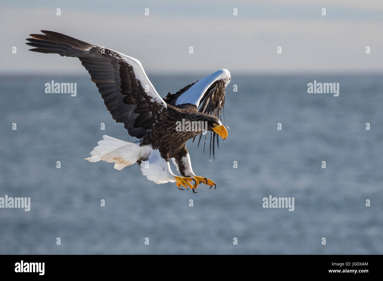 Riesigen See Adler, Haliaeetus Pelagicus Riesenseeadler (Haliaeetus Pelagicus) Stockfoto