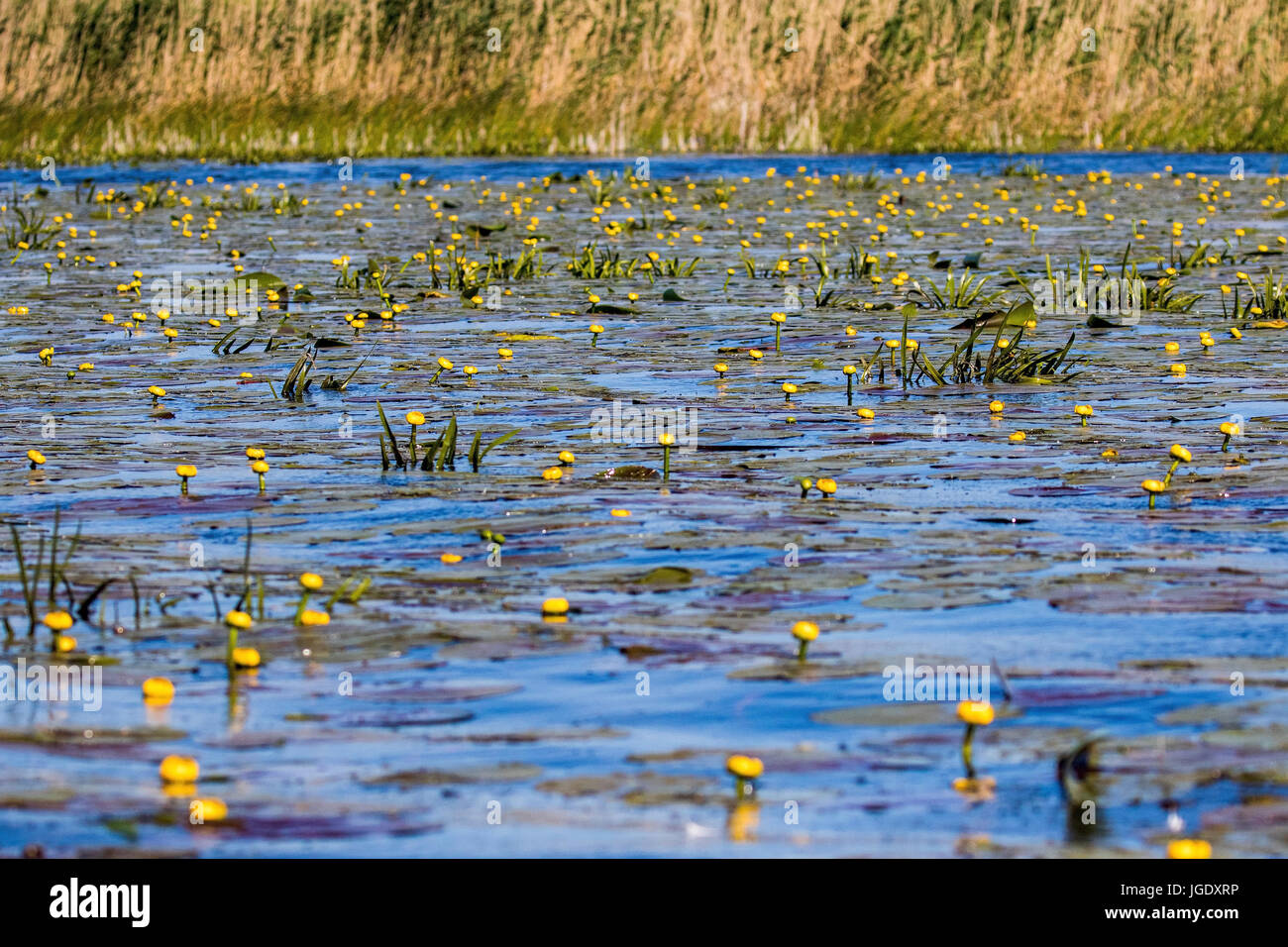 Gelbe Teichrose Gelbe Seerose Stockfotos und bilder Kaufen Alamy