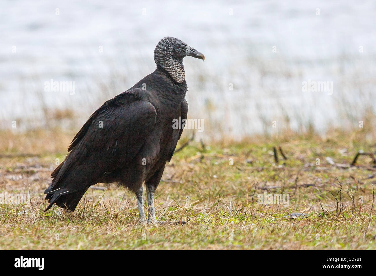 Raven Sie Geier, Coragyps Atratus Brasiliensis, Rabengeier (Coragyps Atratus Brasiliensis) Stockfoto