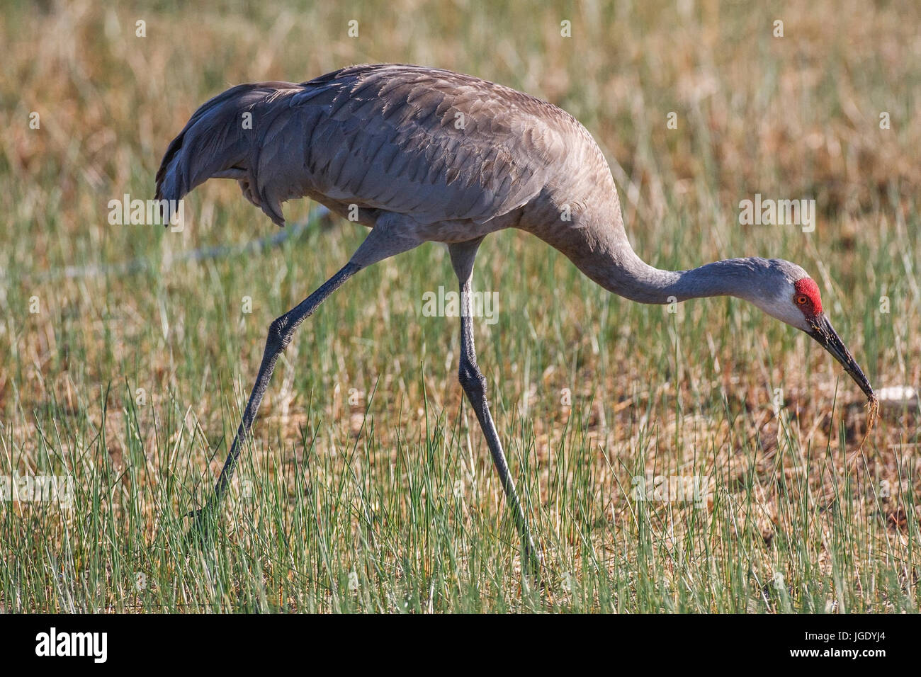 Kanada-Kran, Antigone Canadensis, Kanadakranich (Antigone Canadensis) Stockfoto