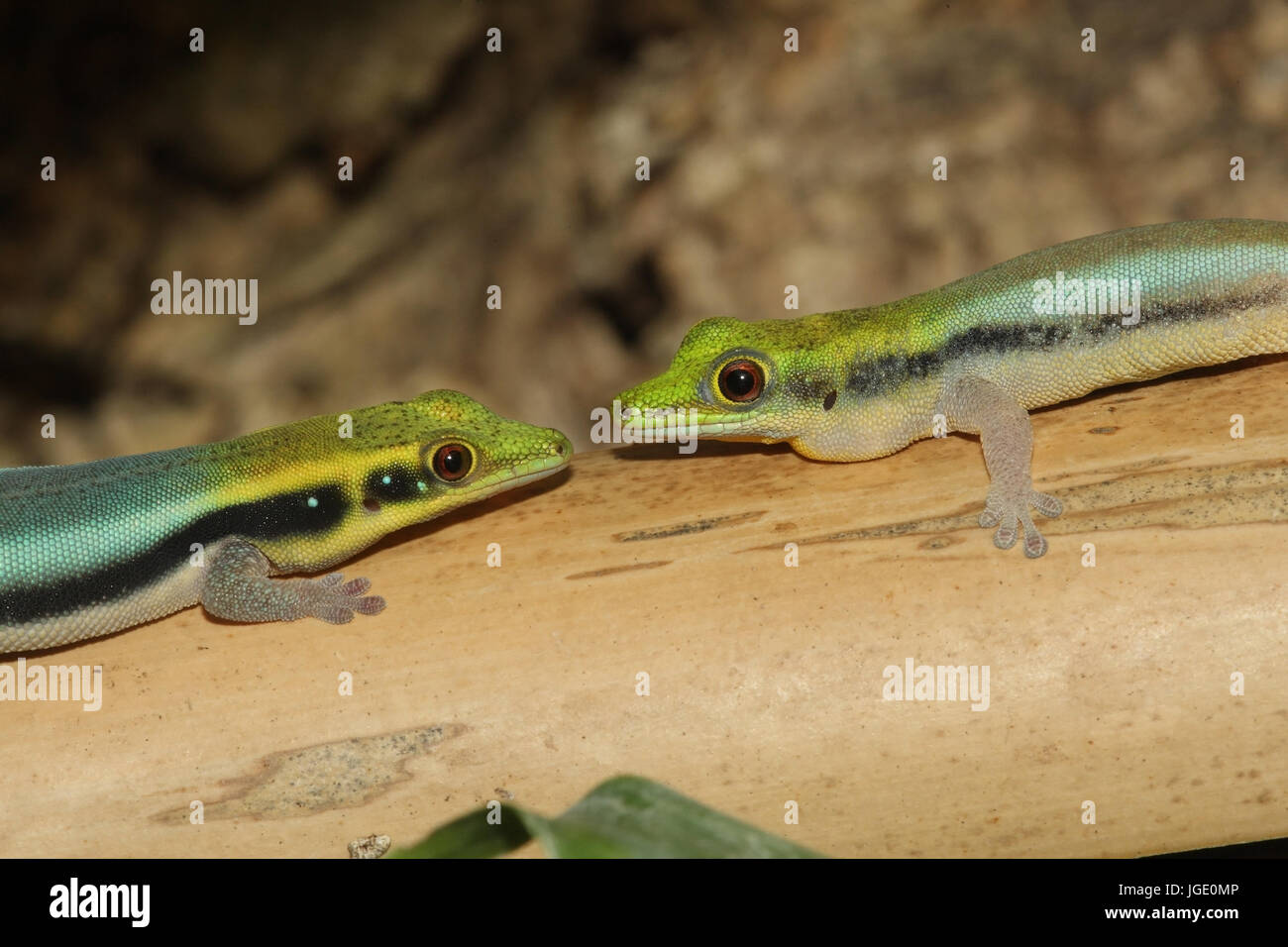 Blaue Bambus-Taggecko Blauer Monumentalskulptur-Taggecko Stockfotografie -  Alamy