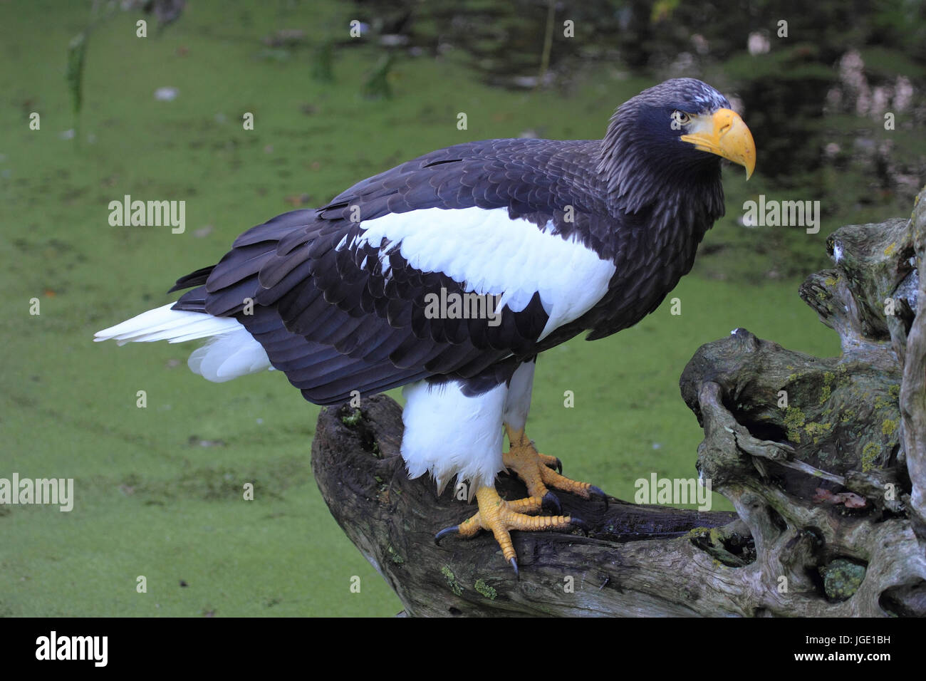 Riesigen See Adler, Riesenseeadler Stockfoto