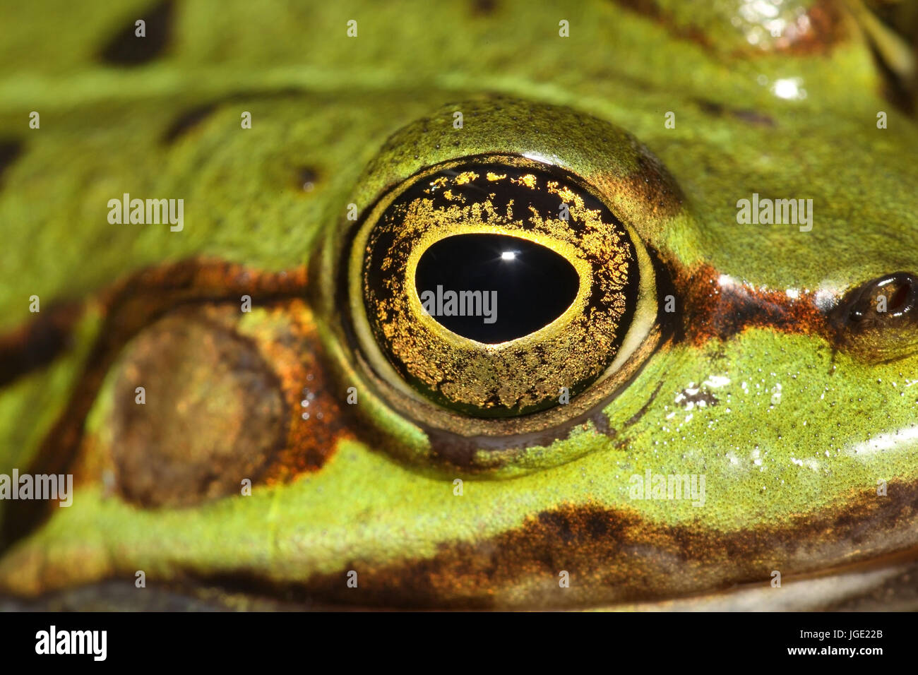 Teich Frosch Auge, Teichfrosch Auge Stockfotografie - Alamy