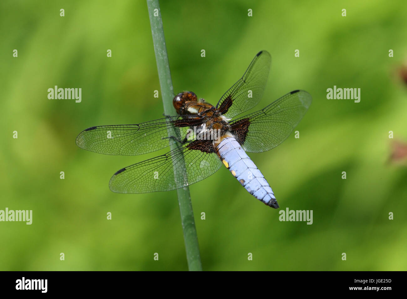 Flacher Bauch, Plattbauch Stockfoto